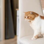 2026 寵物科技志：現代化開放式廚房與中島空間，展示如何透過環境音效優化與聲景佈置，減少室內回音對寵物造成的感官壓力