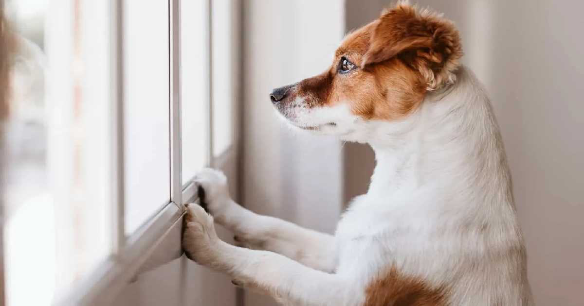 一隻傑克羅素梗犬扒在百葉窗上，神情警覺地看向窗外，表現出因缺乏隱蔽空間而產生的環境焦慮行為。
