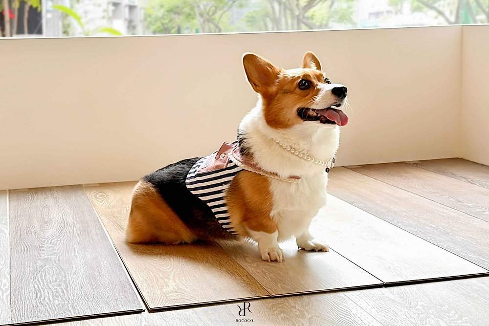 一隻柯基犬舒適地趴在寵物友善的複合材質地材上，象徵居家環境修復技術為寵物帶來的腳掌關節保護與健康居住空間。